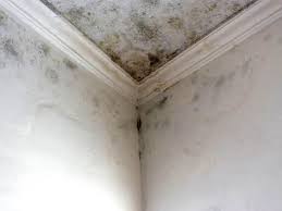 Best Commercial Mold Inspection  in Venice, FL