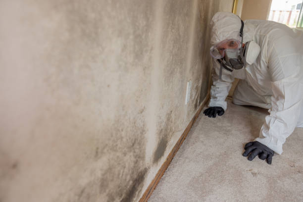 Best Basement Mold Removal  in Venice, FL